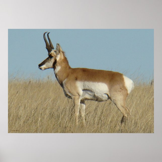 A46 Pronghorn Antelope Poster (Framsidan)