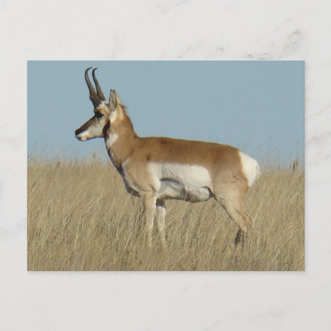 A46 Pronghorn Antelope Vykort (Framsida)