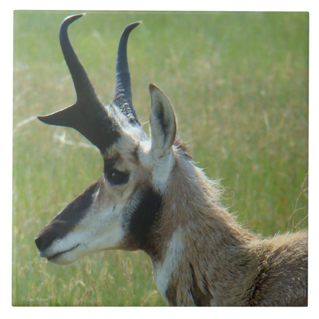 A47 Pronghorn Antelope Big Buck Head Profile Kakelplatta (Framsidan)