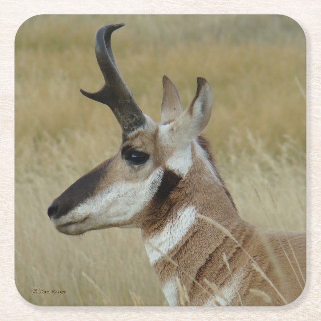 A4 Pronghorn Antelope Buck Head Profile Underlägg Papper Kvadrat (Framsidan)
