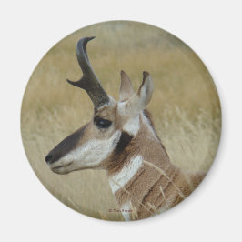 A4 Pronghorn Antelope Young Buck Head Shot Profile Magnet