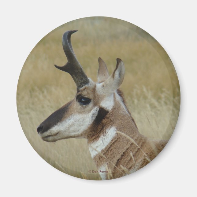 A4 Pronghorn Antelope Young Buck Head Shot Profile Magnet (Framsidan)