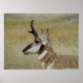 A4 Pronghorn Antelope Young Buck Head Shot Profile Poster