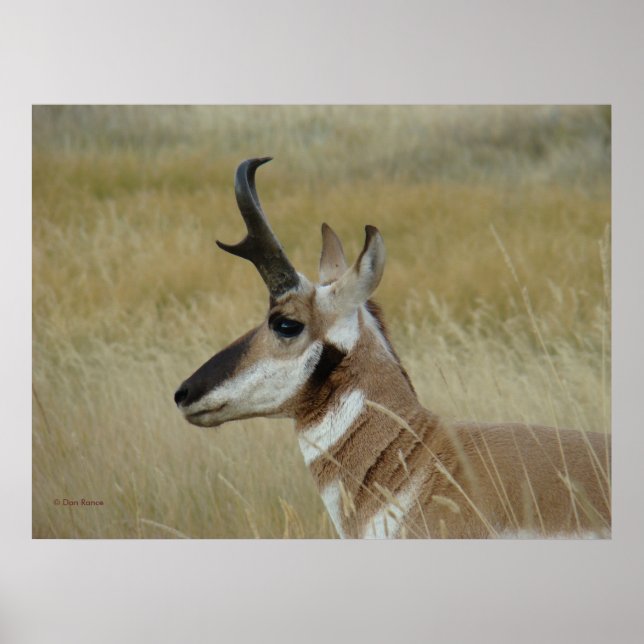 A4 Pronghorn Antelope Young Buck Head Shot Profile Poster (Framsidan)