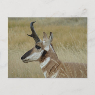 A4 Pronghorn Antelope Young Buck Head Shot Profile Vykort