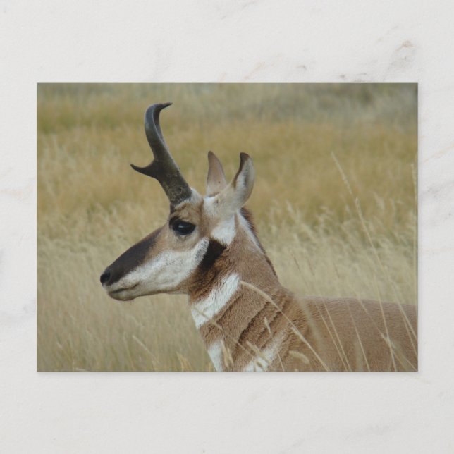 A4 Pronghorn Antelope Young Buck Head Shot Profile Vykort (Framsida)