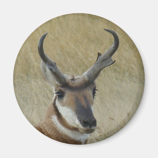A5 Gaffelantilop Stor Bocks Huvudskott Magnet (Framsidan)