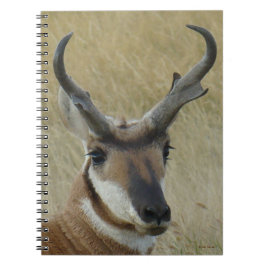 A5 Pronghorn Antelope Big Buck Head Shot Anteckningsbok