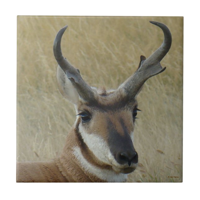 A5 Pronghorn Antelope Big Buck Head Shot Kakelplatta (Framsidan)