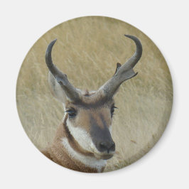 A5 Pronghorn Antelope Big Buck Head Shot Magnet