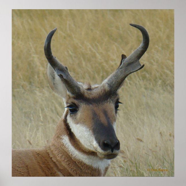 A5 Pronghorn Antelope Big Buck Head Shot Poster (Framsidan)
