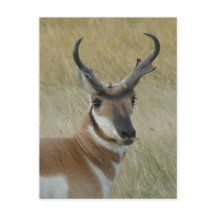 A5 Pronghorn Antelope Big Buck Head Shot