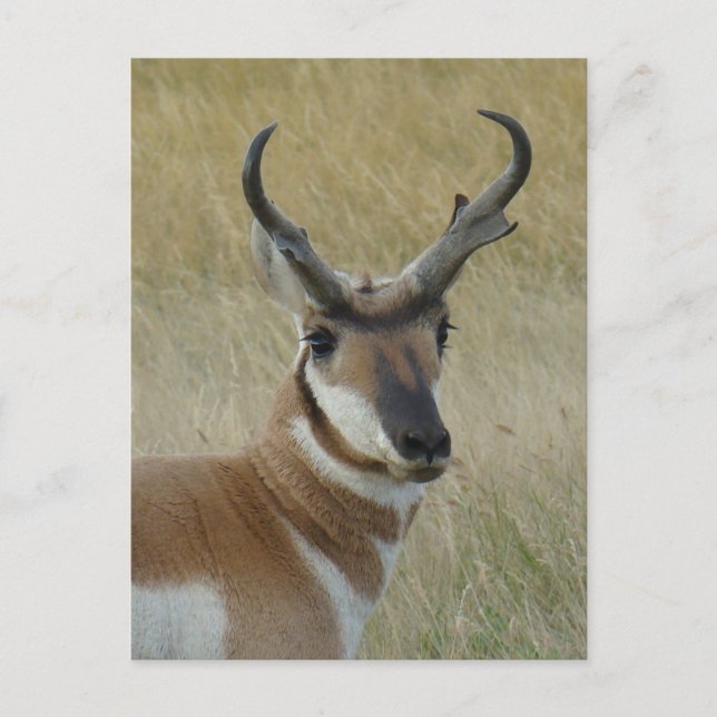 A5 Pronghorn Antelope Big Buck Head Shot Vykort (Framsida)
