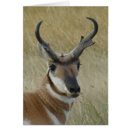 A5 Pronghorn Antelope Buck Head Shot Hälsningskort