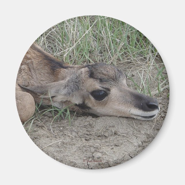 A6 Baby Pronghorn Antelope Magnet (Framsidan)