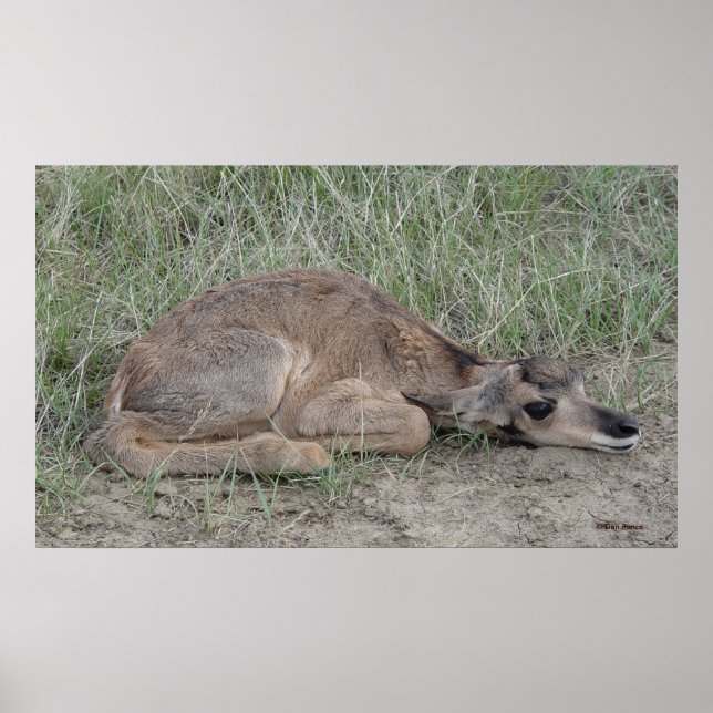 A6 Baby Pronghorn Antelope Poster (Framsidan)