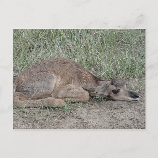 A6 Baby Pronghorn Antelope Vykort (Framsida)