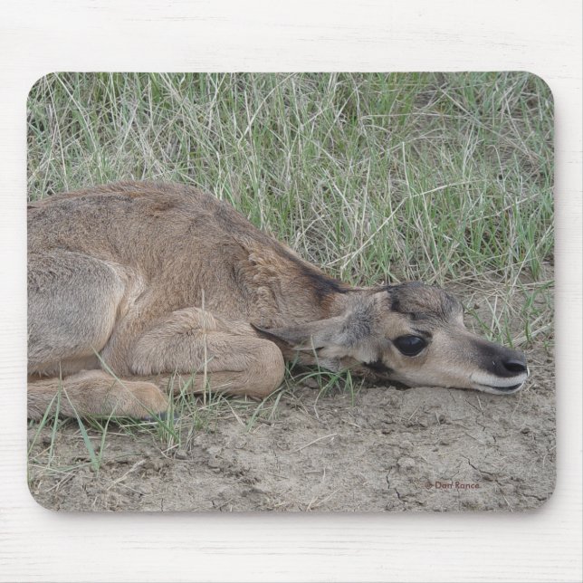 A6 Gaffelantilop Kalv Musmatta (Framsidan)