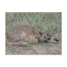 A6 Gaffelantilop ungt djur