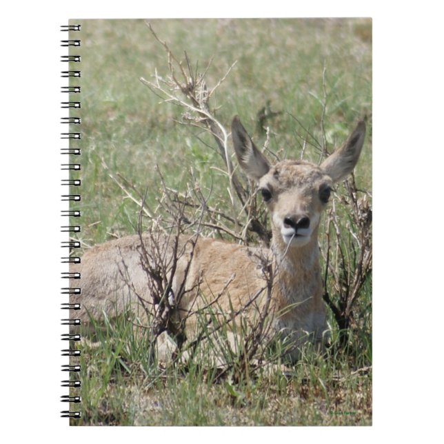 A7 Baby Gaffelantilop Anteckningsbok (Framsidan)