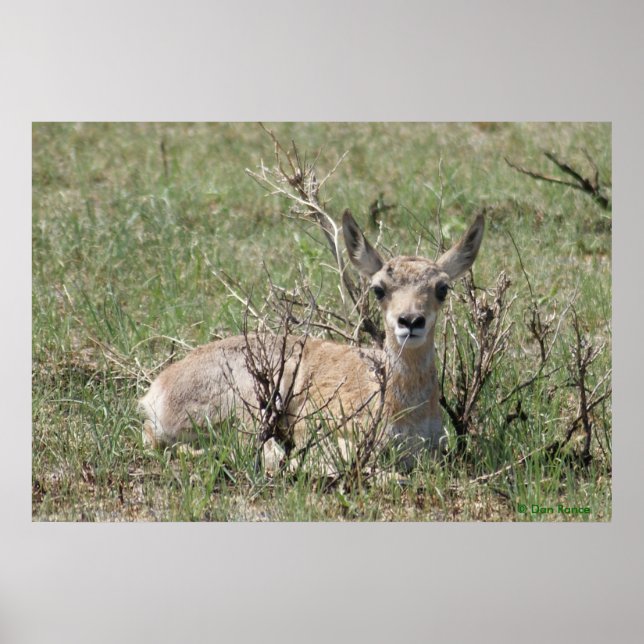 A7 Baby Pronghorn Antelope Head Up Poster (Framsidan)