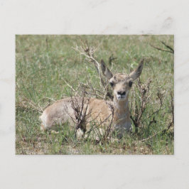A7 Baby Pronghorn Antelope Head Up Vykort