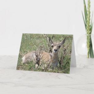 A7 Baby Pronghorn Antelope Kort