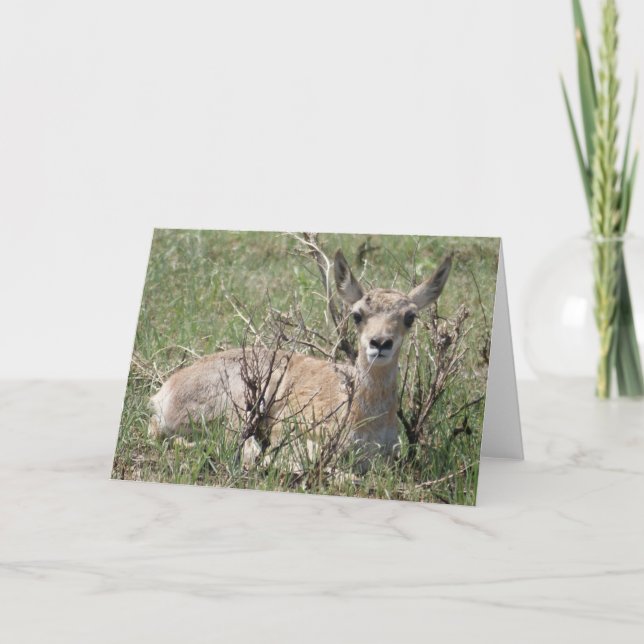 A7 Baby Pronghorn Antelope Kort (Framsida)