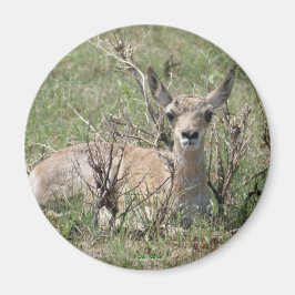 A7 Baby Pronghorn Antelope Magnet