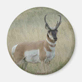 A8 Gaffel Antilop Stor Bocksbuck Magnet