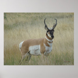 A8 Gaffelantilop Stor Bock Poster