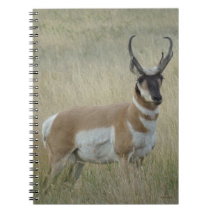 A8 Gaffelantilop Stor Bocksbuck Anteckningsbok