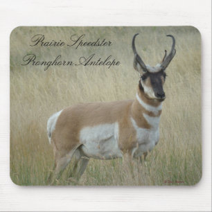 A8 Gaffelantilop Stor Bocksbuck Musmatta