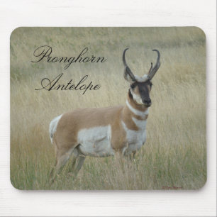 A8 Gaffelantilop Stor Bocksbuck Musmatta