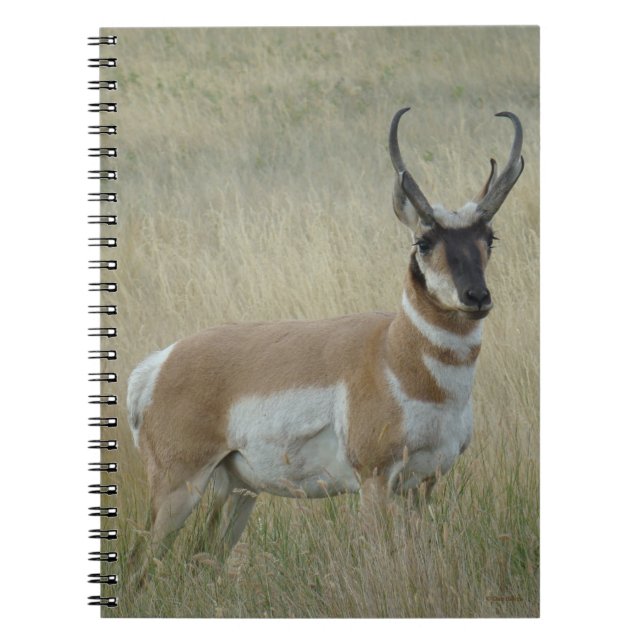 A8 Pronghorn Antelope Big Buck Anteckningsbok (Framsidan)