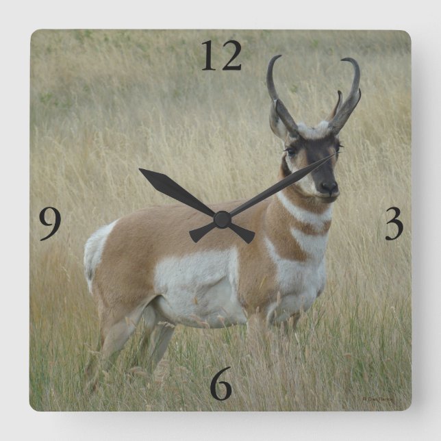 A8 Pronghorn Antelope Big Buck Fyrkantig Klocka (Framsida)