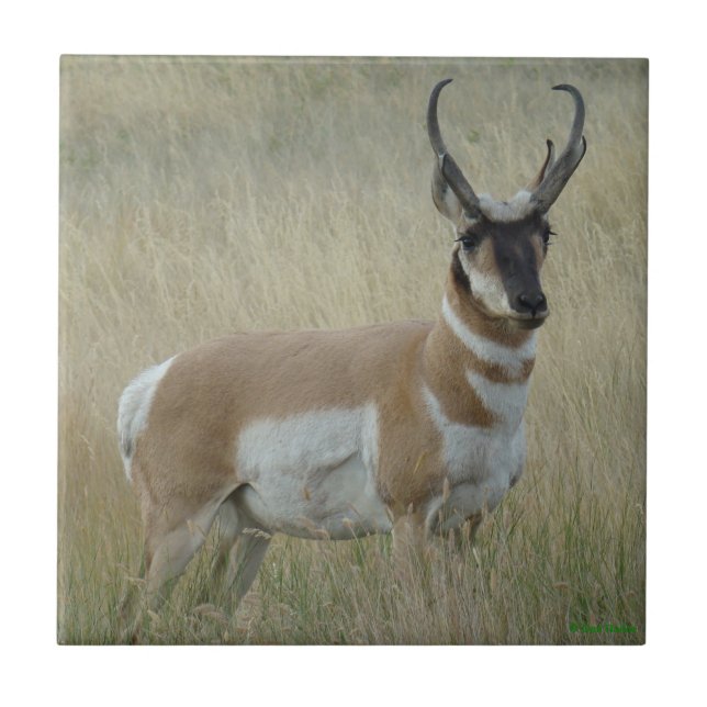 A8 Pronghorn Antelope Big Buck Kakelplatta (Framsidan)