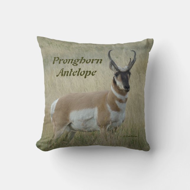 A8 Pronghorn Antelope Big Buck Kudde (Framsida)