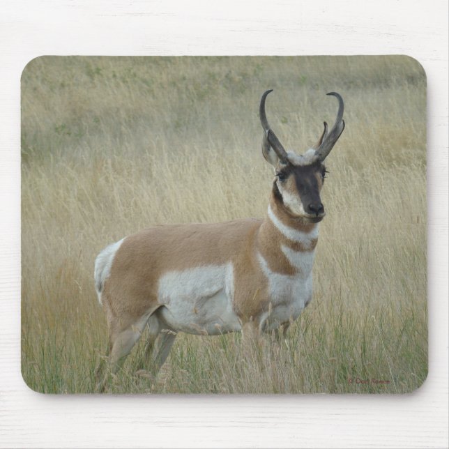 A8 Pronghorn Antelope Big Buck Musmatta (Framsidan)