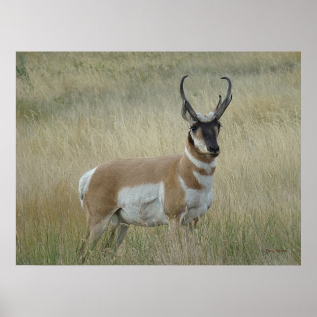 A8 Pronghorn Antelope Big Buck Poster (Framsidan)