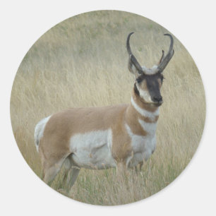 A8 Pronghorn Antelope Big Buck Runt Klistermärke