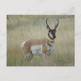 A8 Pronghorn Antelope Big Buck Vykort