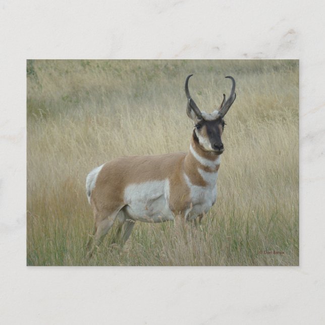 A8 Pronghorn Antelope Big Buck Vykort (Framsida)
