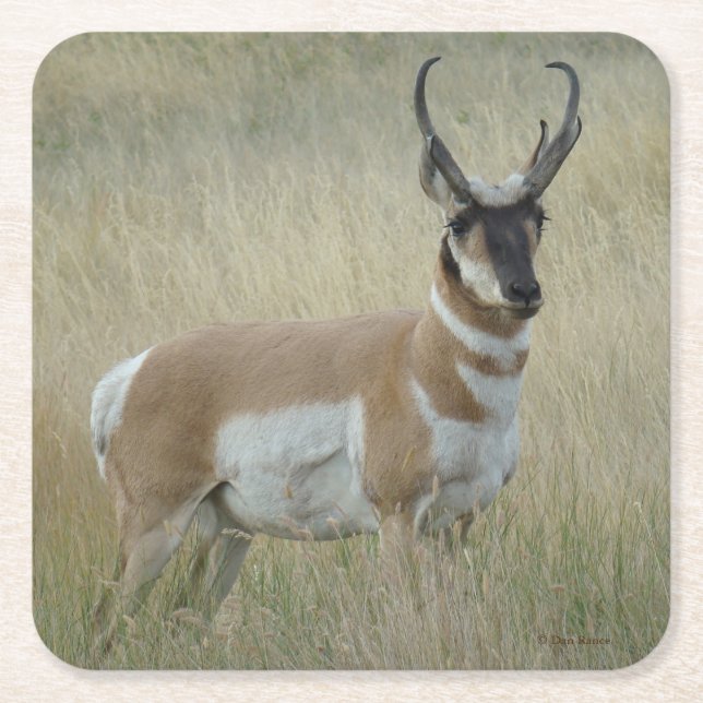 A8 Pronghorn Antelope Buck Underlägg Papper Kvadrat (Framsidan)
