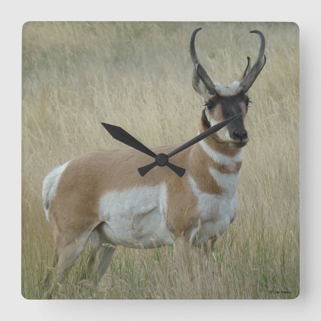 A8 Pronghorn Antelope Fyrkantig Klocka (Framsida)