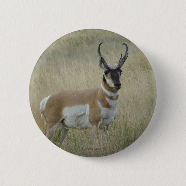 A8 Pronghorn Antelope Knapp (Framsida)