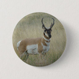 A8 Pronghorn Antelope Knapp