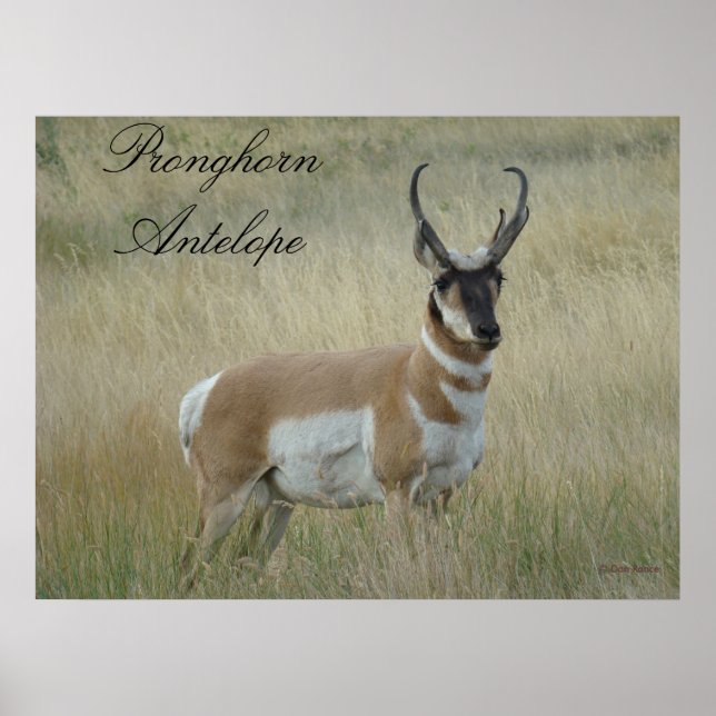 A8 Pronghorn Antelope Poster (Framsidan)