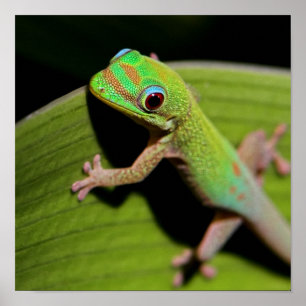 A Baby Grönt Gecko Poster