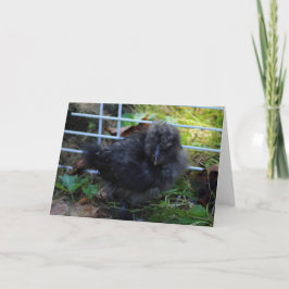 A Baby Silkie Kort